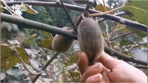 煤塵遮蔽下的豐收 2萬斤獼猴桃銷售無門，果農盼救助